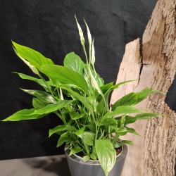 Spathiphyllum - Vert